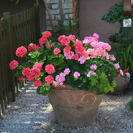 Maristella Cavo